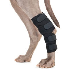 Protector corvejón para perro