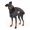 Manteau chien